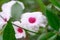 Bower of beauty Pandorea jasminoides white trumpet-shapedÂ flower with pink eye